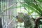 Lguana iguana single colorful green in steel cage background