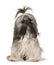 Lhasa Apso, 1 year old, sitting in front of white background