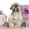 Lhasa Apso, 2 years old, sitting