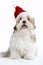 Lhasa Apso Dog Wearing Santa Hat