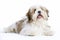 Lhasa Apso Lying Down