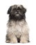 Lhasa apso sitting