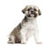 Lhasa Apso sitting, 4 years old, isolated