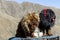 Lhasa former Tibet now China, Tibetan mastiffs