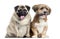 Lhassa apso and Pug sitting, panting, isolated