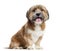Lhassa apso sitting, panting, isolated