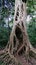 The Liana that covered the trunk of the ficus to his death in Boabeng Fiema Monkey Sanctuary, Techiman, Ghana