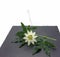 A liana with a passionflower flower lies on a black stone tile.