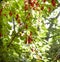 Liana Schisandra Chinesis clusters with ripe red berries growing in a garden