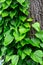 Lianas Hedera colchica on the trunk of a tree