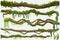 lianas stems border set rainforest green vines twisted plant hanging branch cartoon jungle creeper branches leaves moss tree
