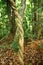 Lianas winding through the rainforest.