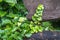 Lianas on a wooden board, garden decoration