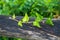 Lianas on a wooden board, garden decoration