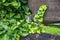 Lianas on a wooden board, garden decoration