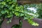 Lianas on a wooden board, garden decoration