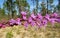 Liatris flowers in Florida nature, closeup
