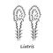 Liatris linear icon. Thin line illustration. Blazing star blooming flower with name inscription. Dwarf gayfeather garden