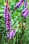 Liatris purple flower