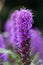 Liatris spicata