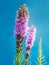 Liatris spicata