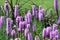 Liatris spicata flowers