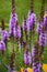 Liatris spicata flowers in the garden