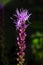 Liatris spicata Willd