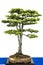 Libanon cedar as bonsai tree