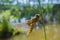 Libellula depressa (female) - dragonfly (Broad-bodied chaser)