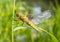 Libellula depressa (female) - dragonfly (Broad-bodied chaser)