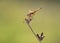 libellula dorata sopra un ramo