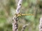 Libellula fulva the scarce chaser dragonfly