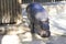 Liberian pygmy Hippo