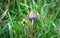 A liberty cap mushroom Psilocybe semilanceata