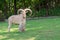 Libyan barbary sheep in Wroclaw Zoo in summer.