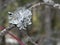 Lichen on a branch in a spruce forest