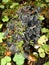 Lichen on the branch of tree. Background with lichens and moss - dog lichen; Peltigera Canina