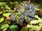 Lichen on the branch of tree. Background with lichens and moss - dog lichen; Peltigera Canina