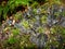 Lichen on the branch of tree. Background with lichens and moss - dog lichen; Peltigera Canina