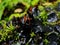 Lichen on the branch of tree. Background with lichens and moss - dog lichen; Peltigera Canina