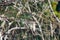 Lichen on the branches of an old spruce in a coniferous forest,