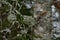 Lichen on branches - pure mountain nature.