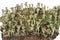 Lichen: Cladonia fimbriata