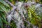 Lichen close-up photo