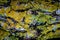 Lichen colony on cut wood