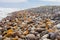 Lichen covered boulders with kelp seaweed on the Atlantic Coast