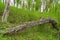 Lichen Covered Fallen Tree in Forest