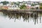 Lichen Covered Posts in Portland Harbor