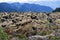 Lichen covered rocks and mountains in Nisga`a Memorial Lava Bed, BC, Canada